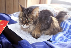 Walley Sitting On Doodle Art On Bed At The Cottage